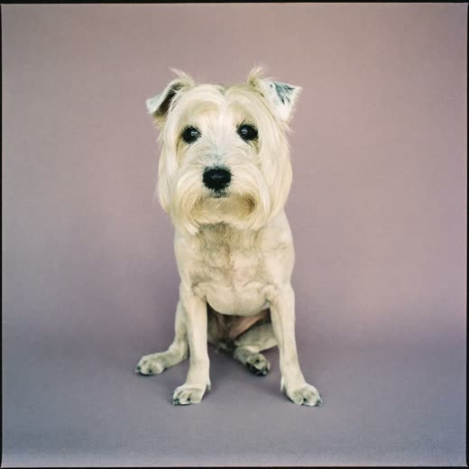 A freshly groomed terrier sitting square to camera