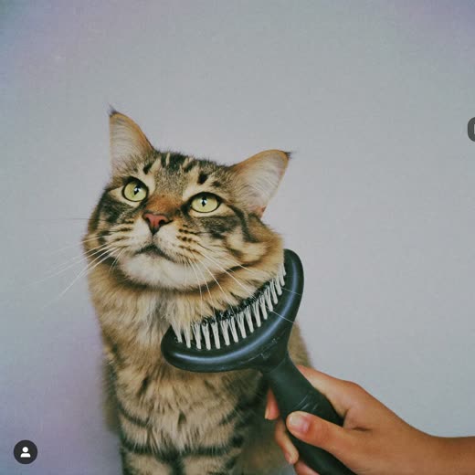 A long-haired cat being brushed