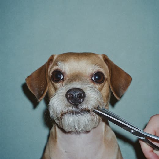 A small dog having its muzzle hair trimmed